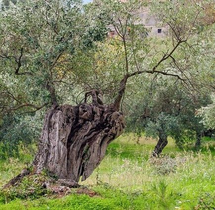 ulivo in giardino